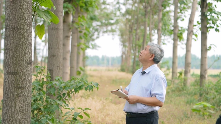 △范國強(qiáng)在泡桐種植基地觀察二倍體泡桐與四倍體泡桐雜交成效。 (圖片由受訪者提供).jpg △范國強(qiáng)在泡桐種植基地觀察二倍體泡桐與四倍體泡桐雜交成效。 (圖片由受訪者提供).jpg